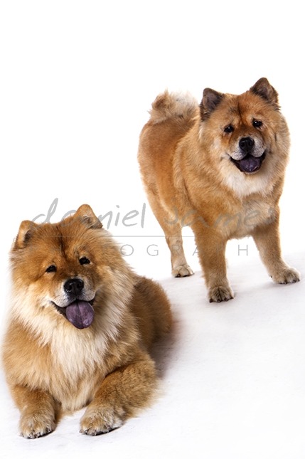 pet portrait wolverhampton