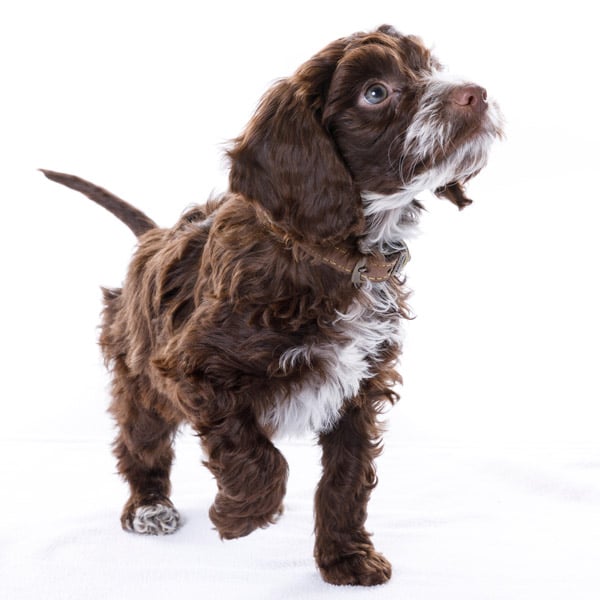 family portrait stourbridge