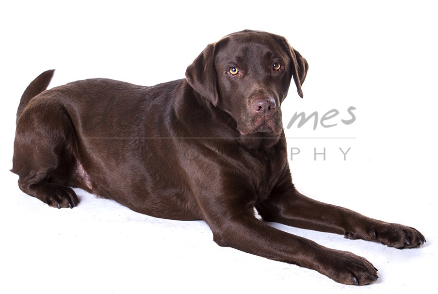 dog portrait dudley