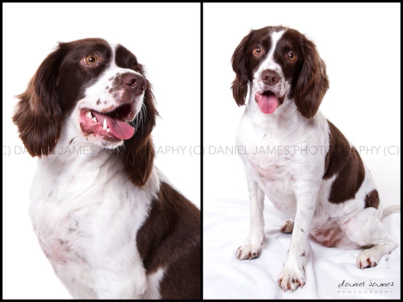springer spaniel pet portrait