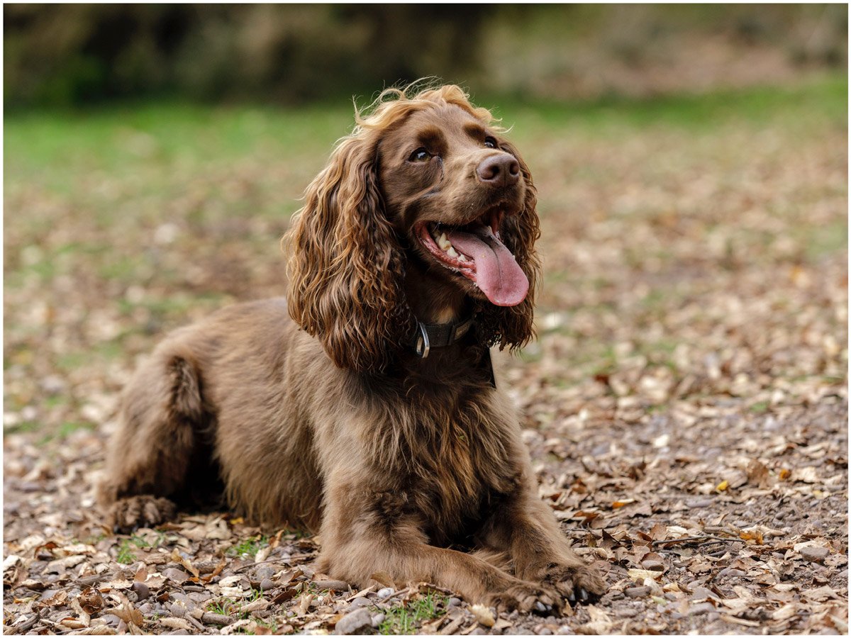 kinver edge family photo shoot dalcie