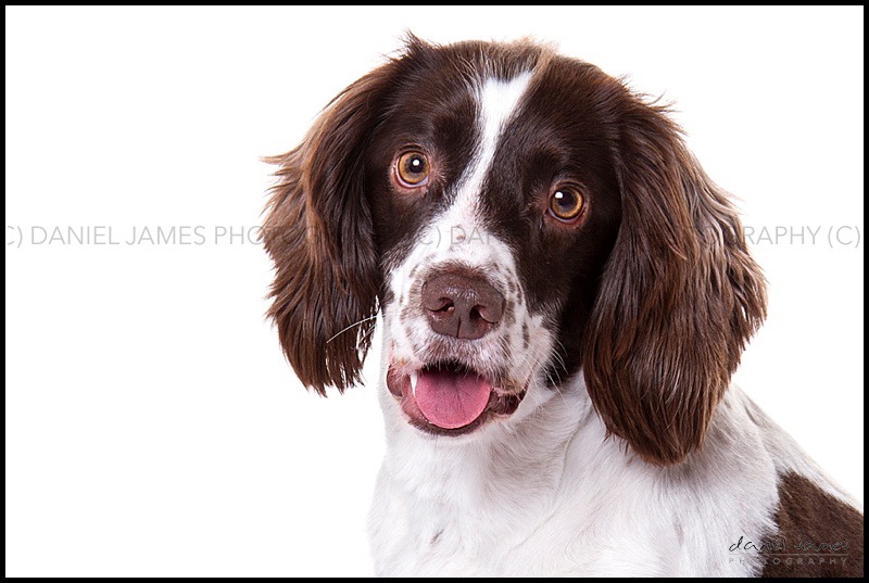 dog portrait photographer
