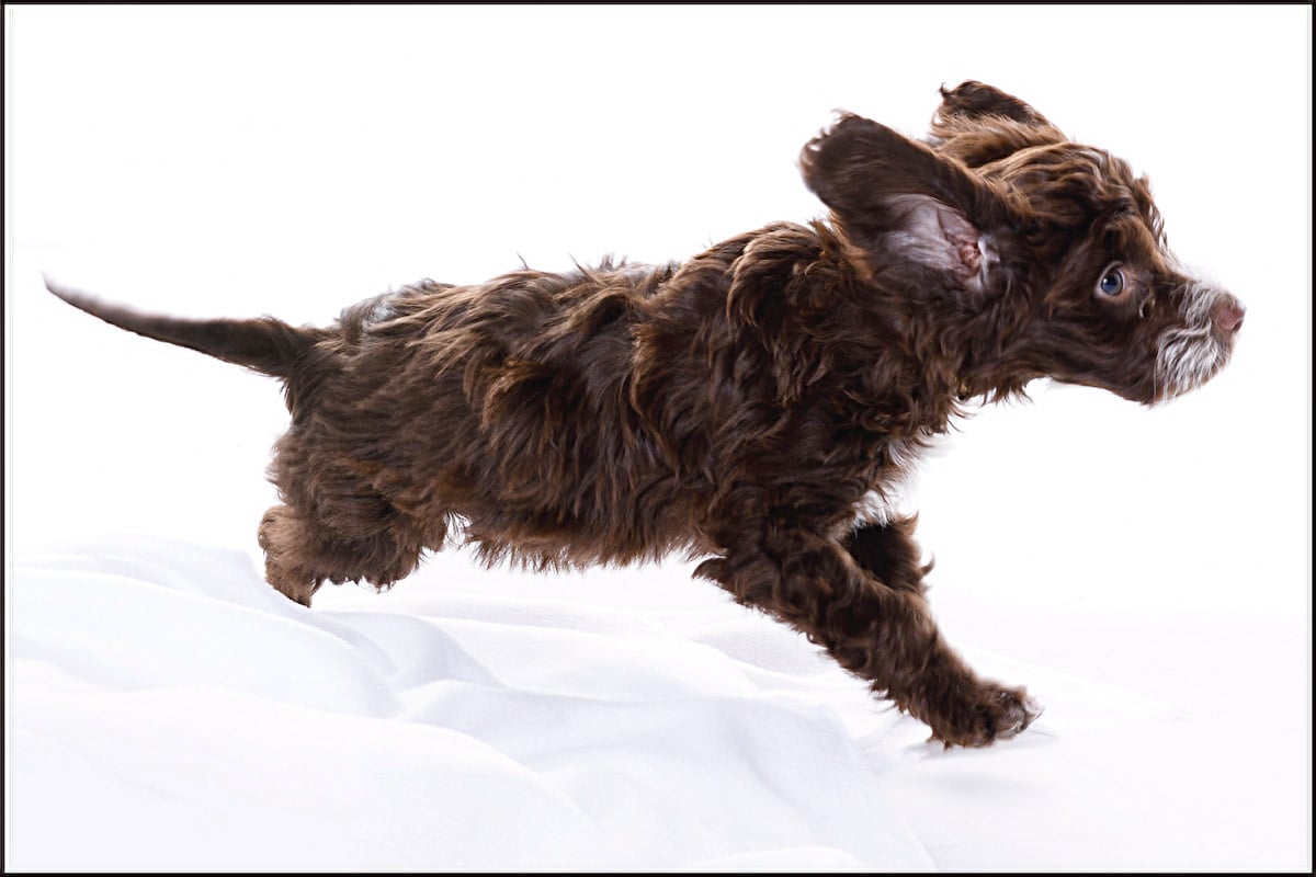 puppy photo shoot stourbridge cockapoo