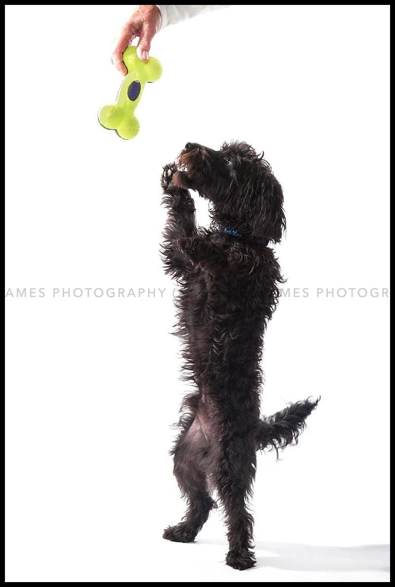 pet portrait photograph dudley