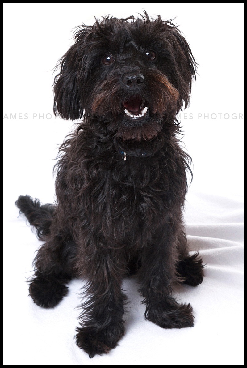 pet portrait photographer dudley