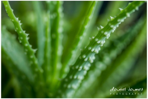 green cactus plant nature