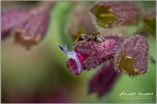 ant insect macro leaf