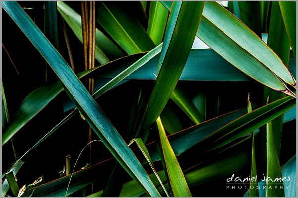 green leaves plant cactus