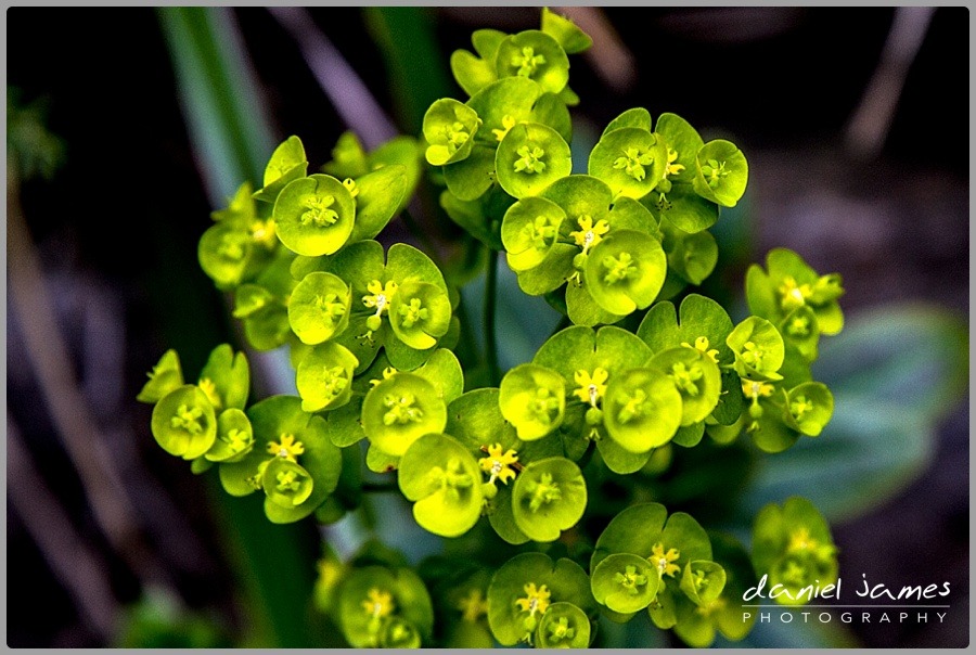 green succulent plant macro