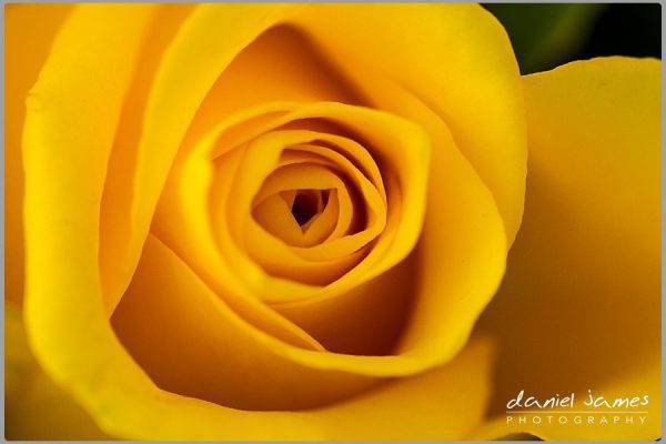 yellow rose macro nature flower plant