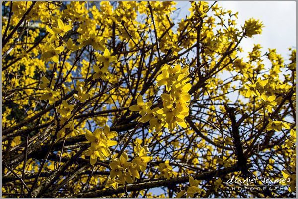 blossom tree nature yellow