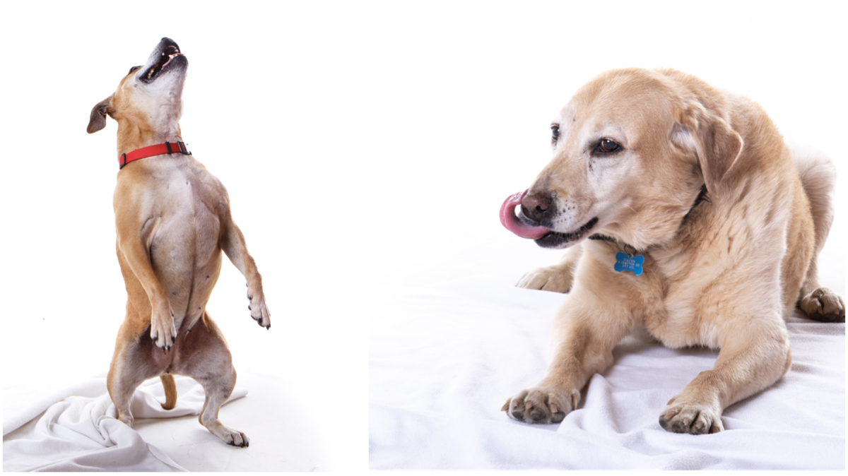 dog photographer stourbridge