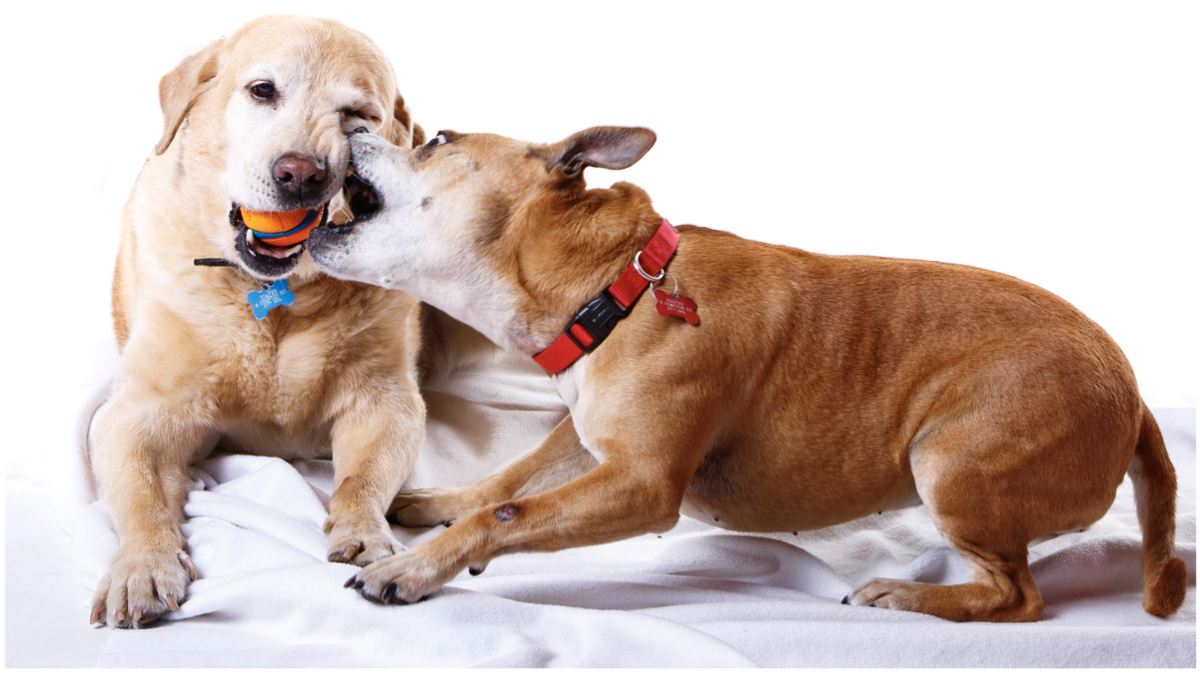 dog photographers stourbridge