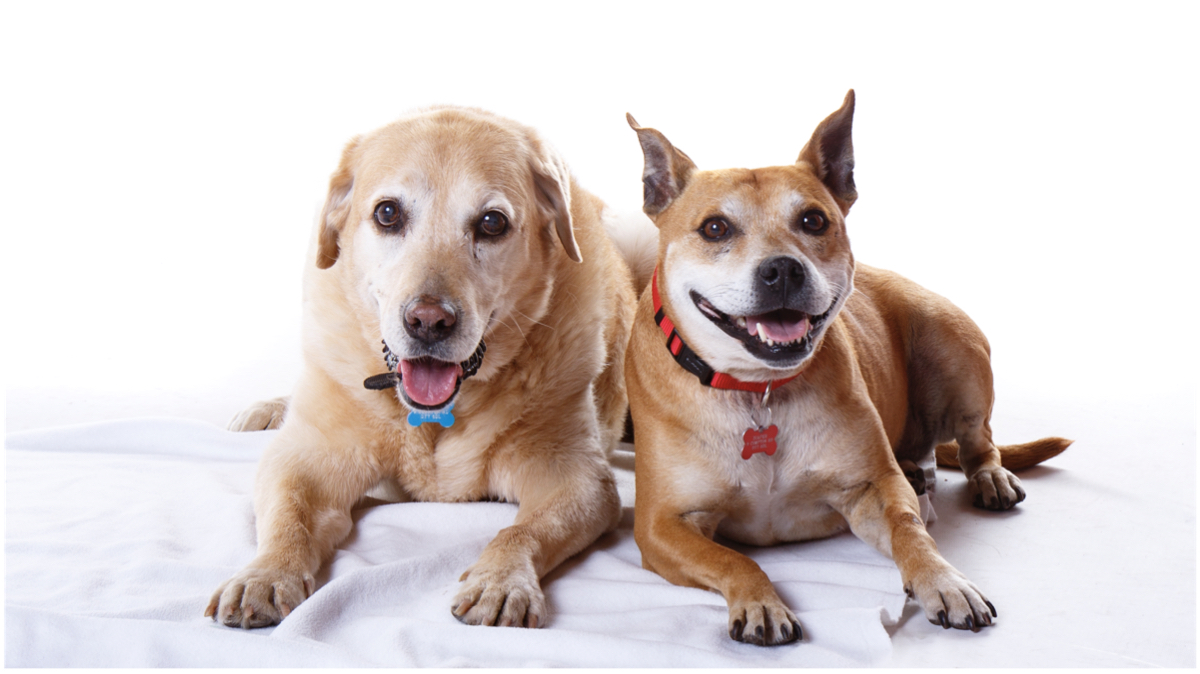 pet photo shoot stourbridge