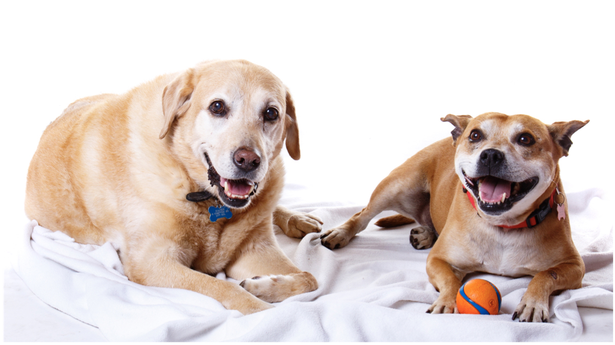 pet photographer stourbridge