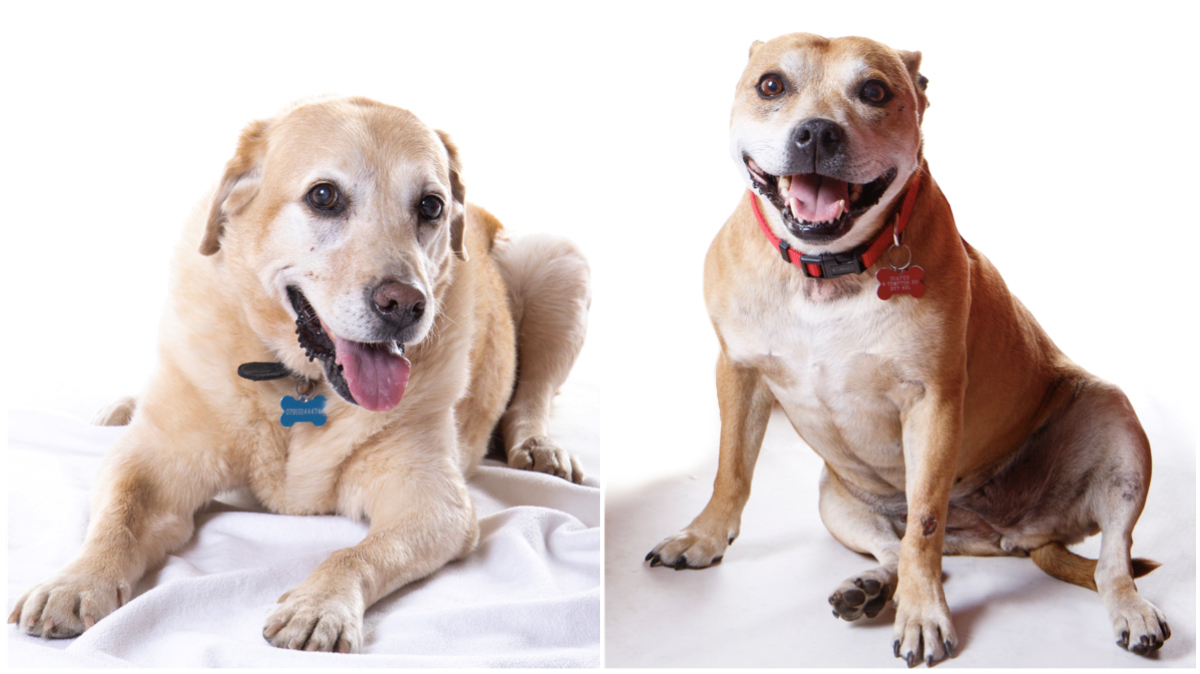 pet photography stourbridge