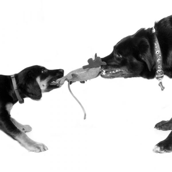 fun dog photo shoot kinver