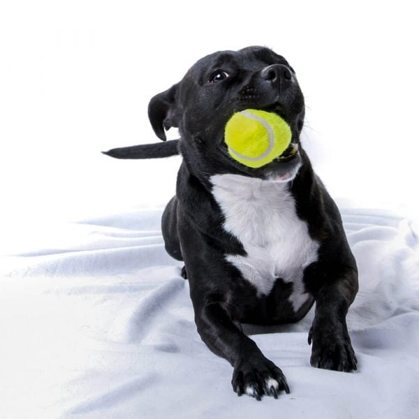 natural dog photo shoot