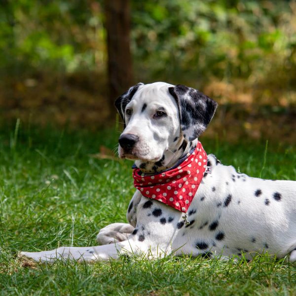 outdoor pet photo shoot