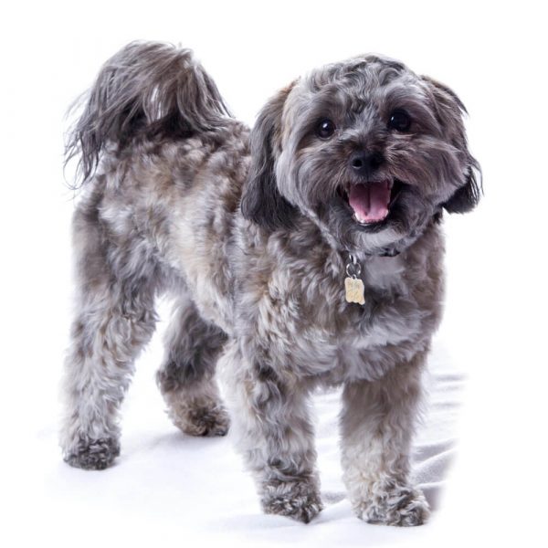 pet photo shoot stourbridge