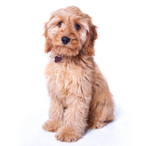 puppy dog photo shoot kinver