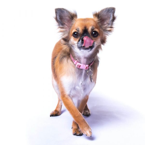 stourbridge dog photography