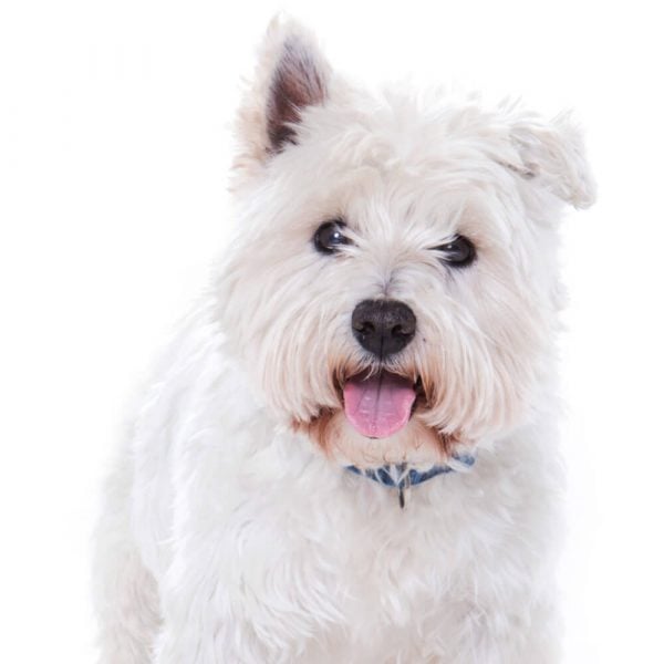 stourbridge dog portrait