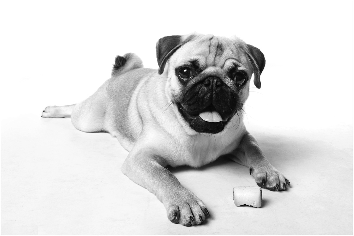 dog photographer stourbridge