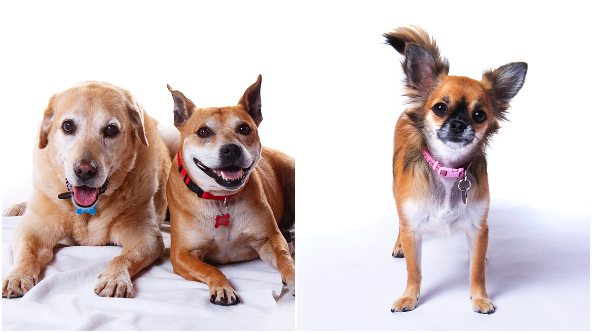 pet photo shoot kinver