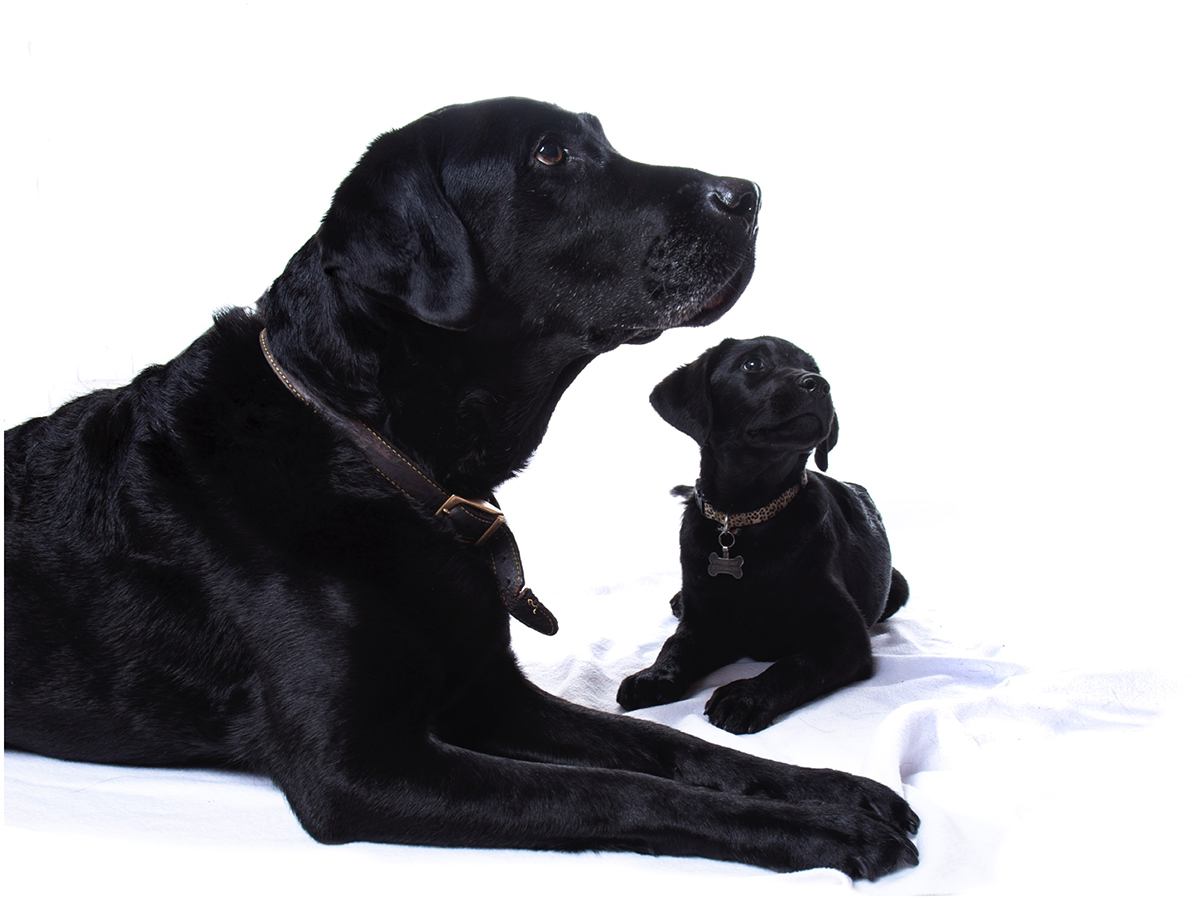 pet photo shoot stourbridge