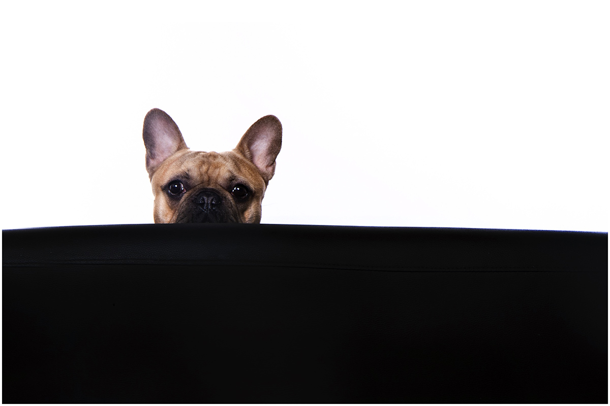 pet pictures stourbridge