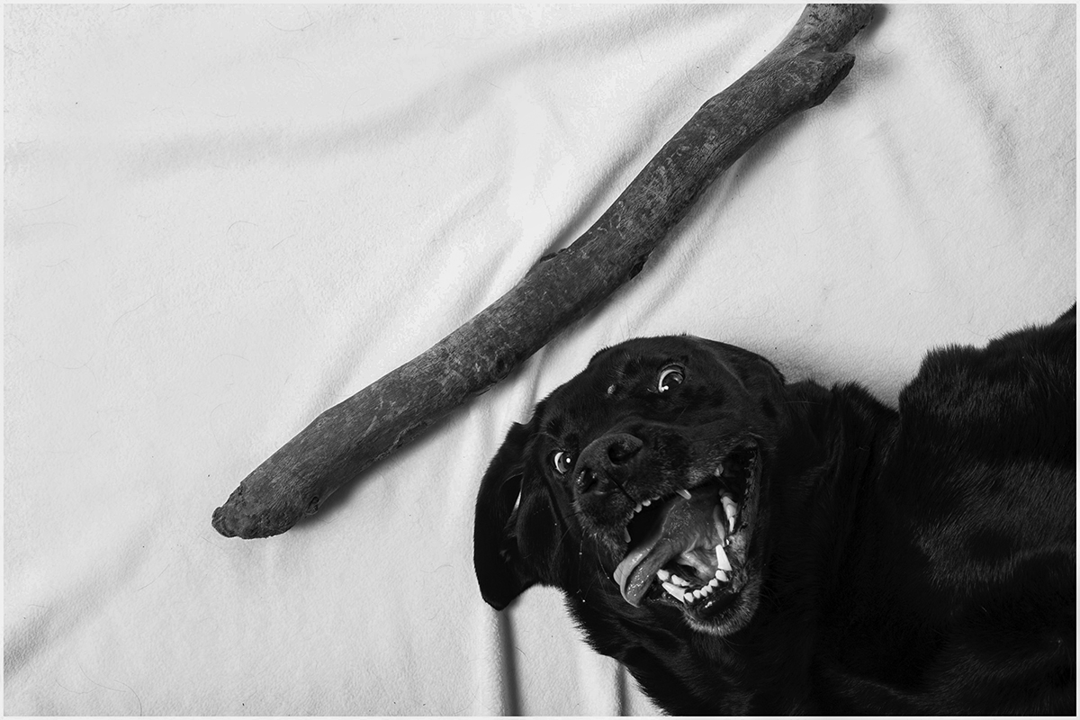 stourbridge dog photographer
