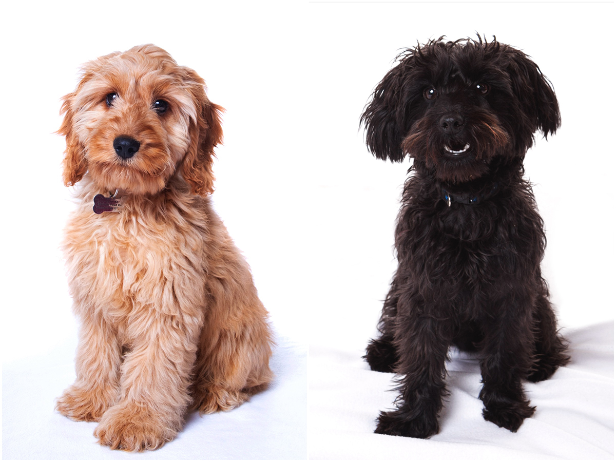 stourbridge pet photo shoot