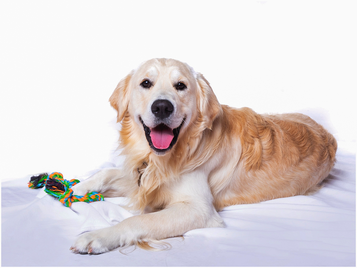 stourbridge pet photographer