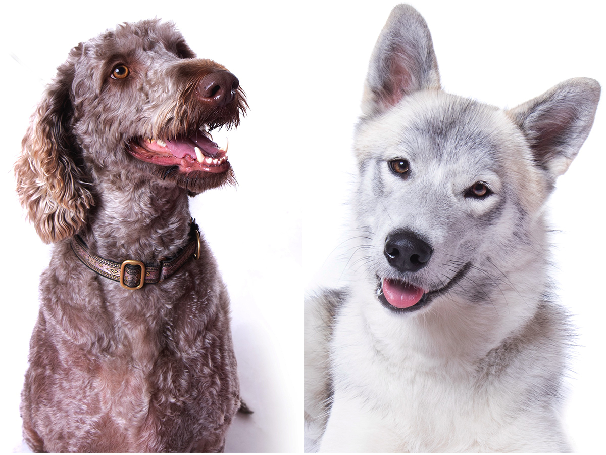 stourbridge pet photography