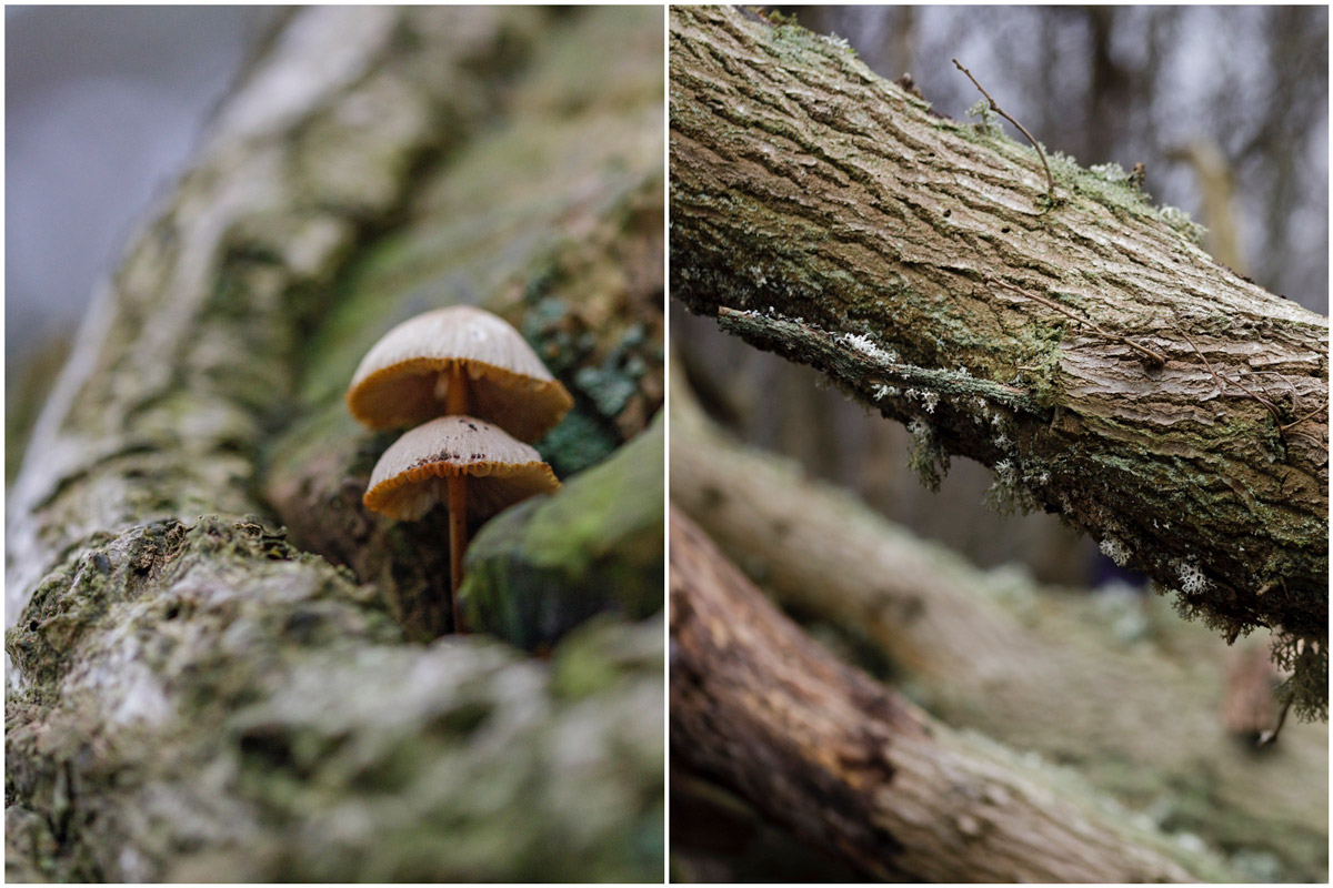 kinver edge photo walk