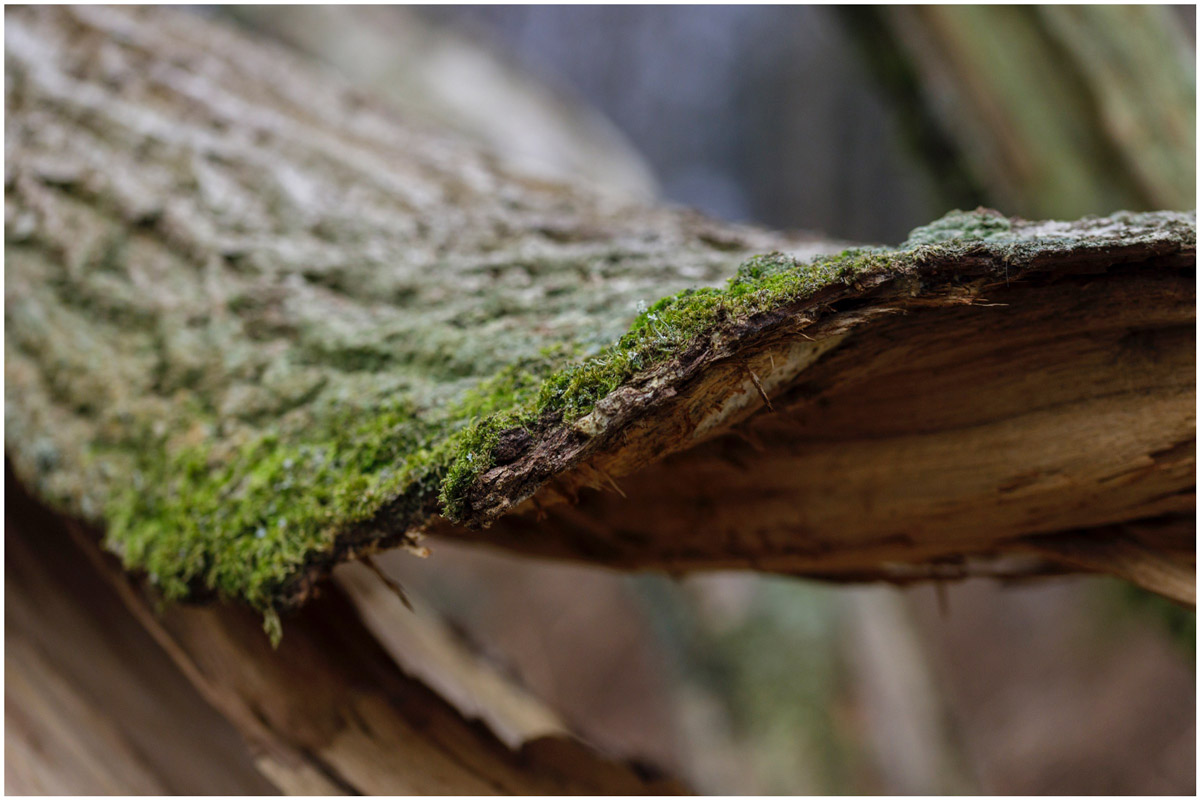 kinver edge photo walk