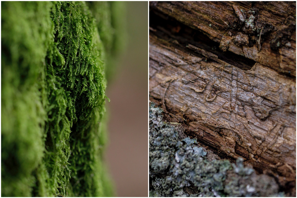 kinver edge photo walk