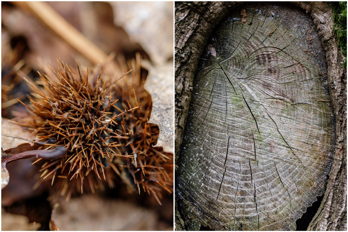 kinver edge photo walk