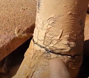 cracked-seal cracked seal