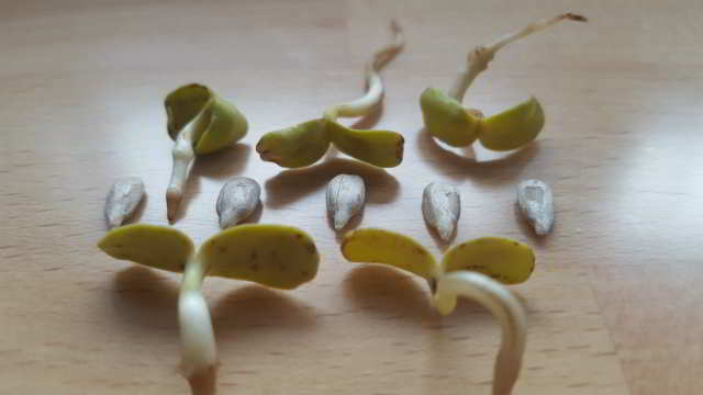 semillas de girasol germinadas