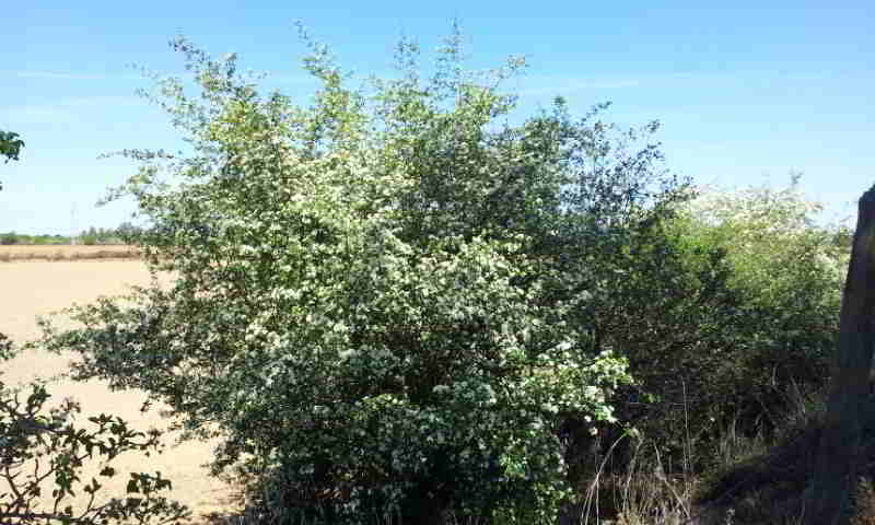 Espino blanco o espino albar para descansar y dormir. Antiestres. www.deporteysaludfisica.com Espino blanco o espino albar para descansar y dormir. Antiestres. www.deporteysaludfisica.com