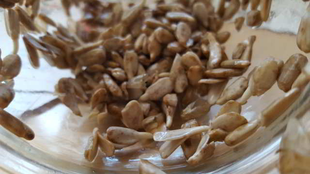 segundo día semillas germinadas