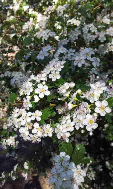 Espino blanco o espino albar para descansar y dormir. Antiestres. www.deporteysaludfisica.com Espino blanco o espino albar para descansar y dormir. Antiestres. www.deporteysaludfisica.com