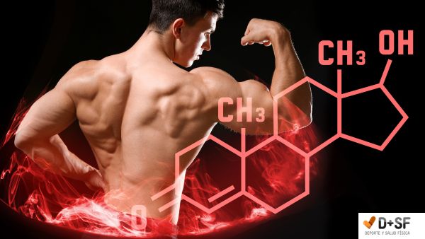 hormona testosterona estradiol relación testosterona y estradiol en hombres