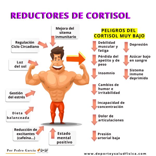 qué es el cortisol bajo. Peligros del cortisol bajo COMO TENER CORTISOL BAJO