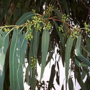 EUCALIPTOS para constipado, catarros, gripe, espectorante img-11