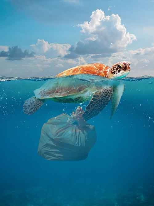 biodiversidad-del-mar biodiversidad del mar