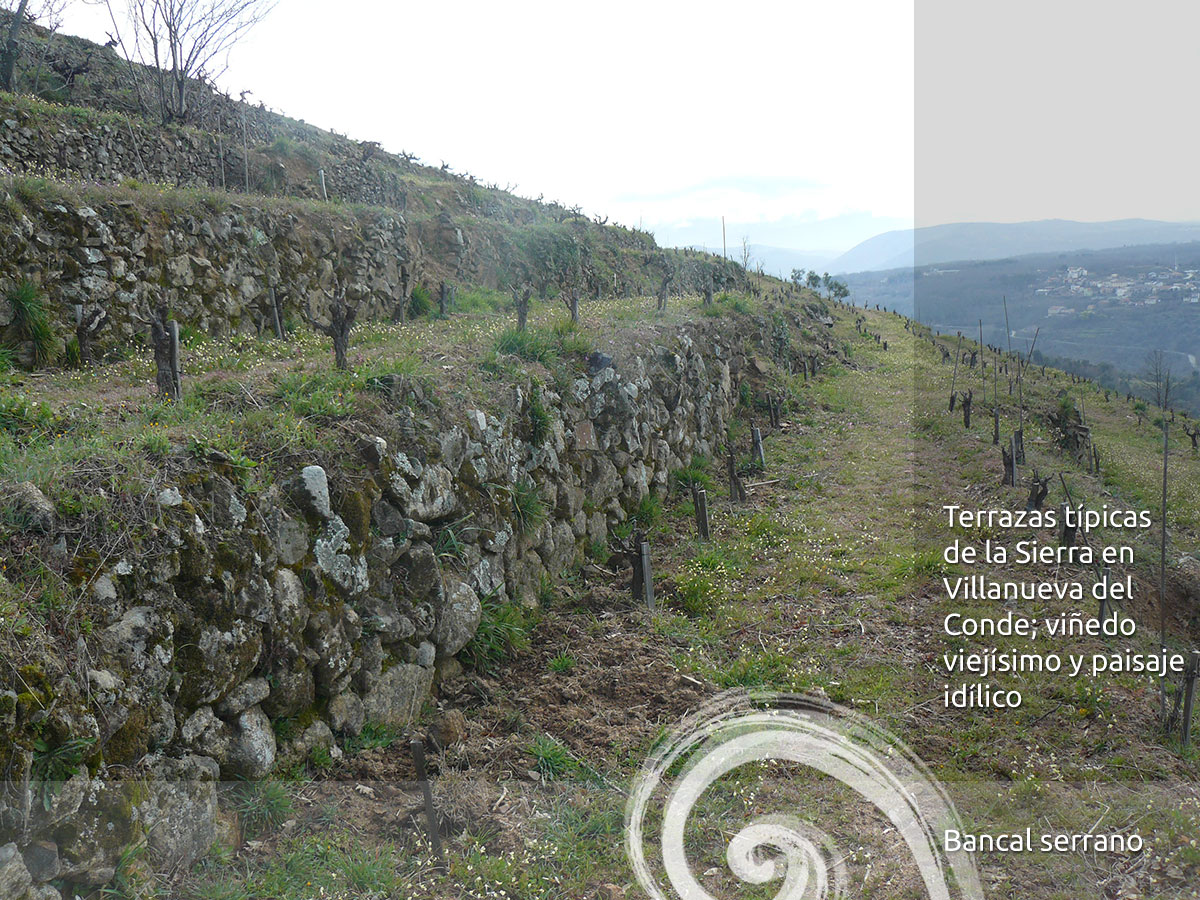 Sierra de Salamanca DOP: vinos auténticos 1 Sierra de Salamanca DOP