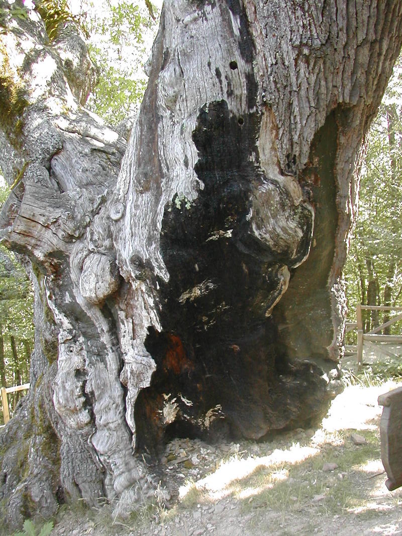 Todo sobre la ruta del Roblón de Estalaya 1 Roblón de Estalaya